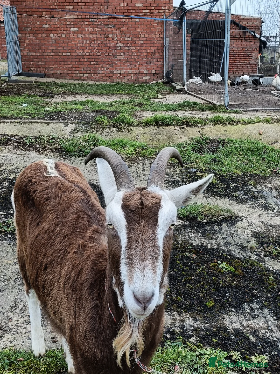 Goats livestock for sale: Friendly goats for sale  in Northallerton - Advert 2