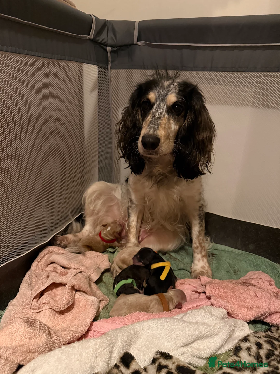 Cockapoo dogs for sale: 5 x stunning cockapoo puppies - Advert 2