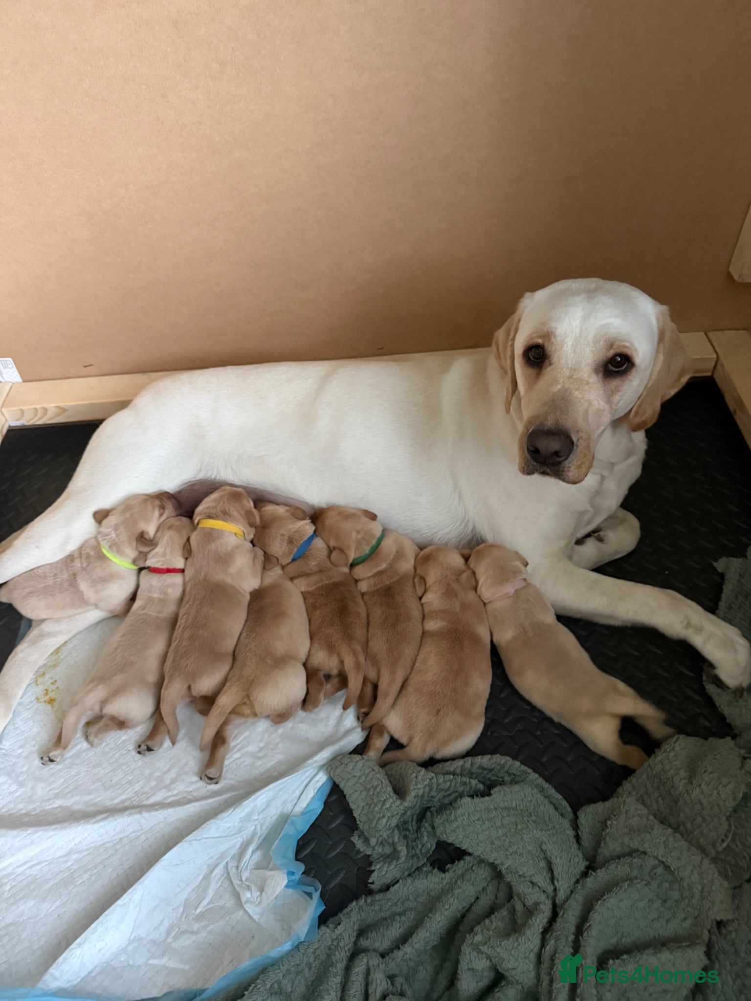 Labrador Retriever dogs Labrador puppies  - Advert 17