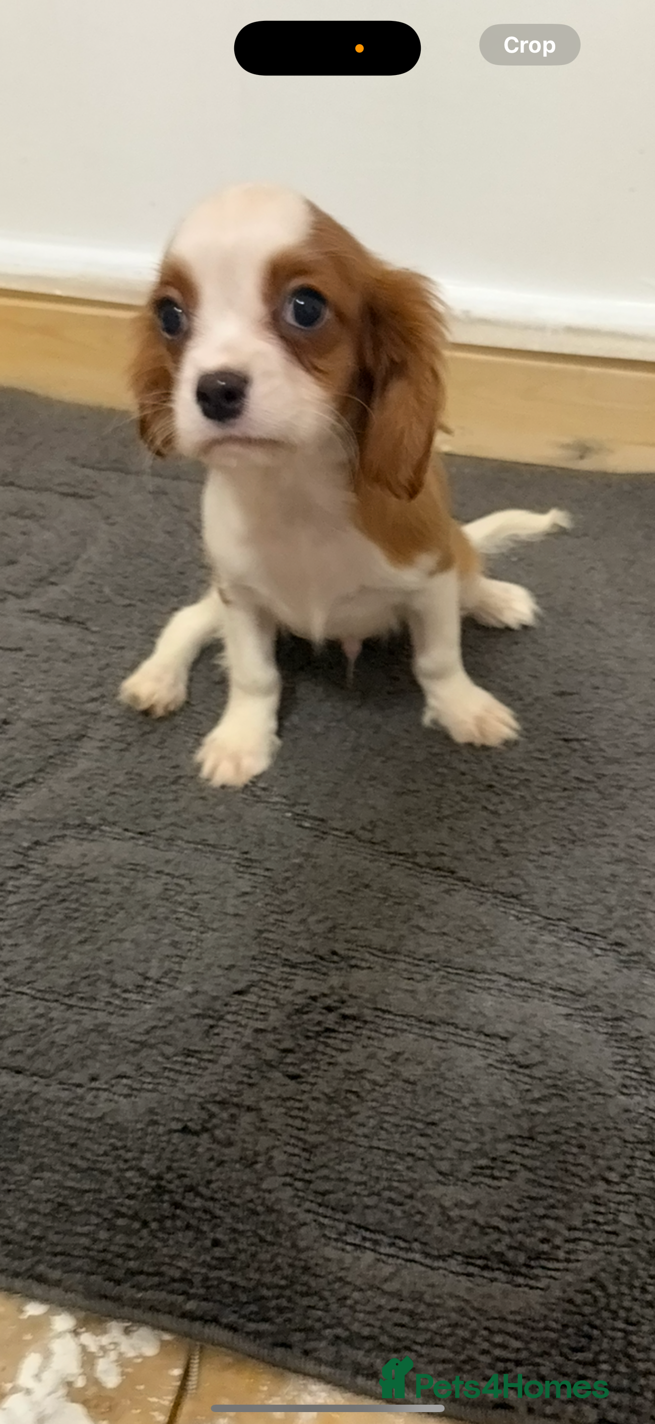 Cavalier King Charles Spaniel dogs Kc dna clear cavalier puppies available  - Advert 2