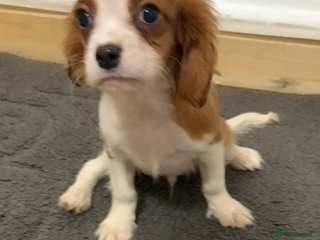 Cavalier King Charles Spaniel dogs Kc dna clear cavalier puppies available - Advert 7