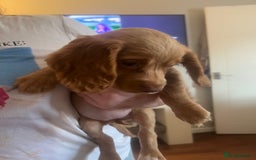 Cocker Spaniel dogs for sale: 2 female purebred cocker spaniels - Image 19