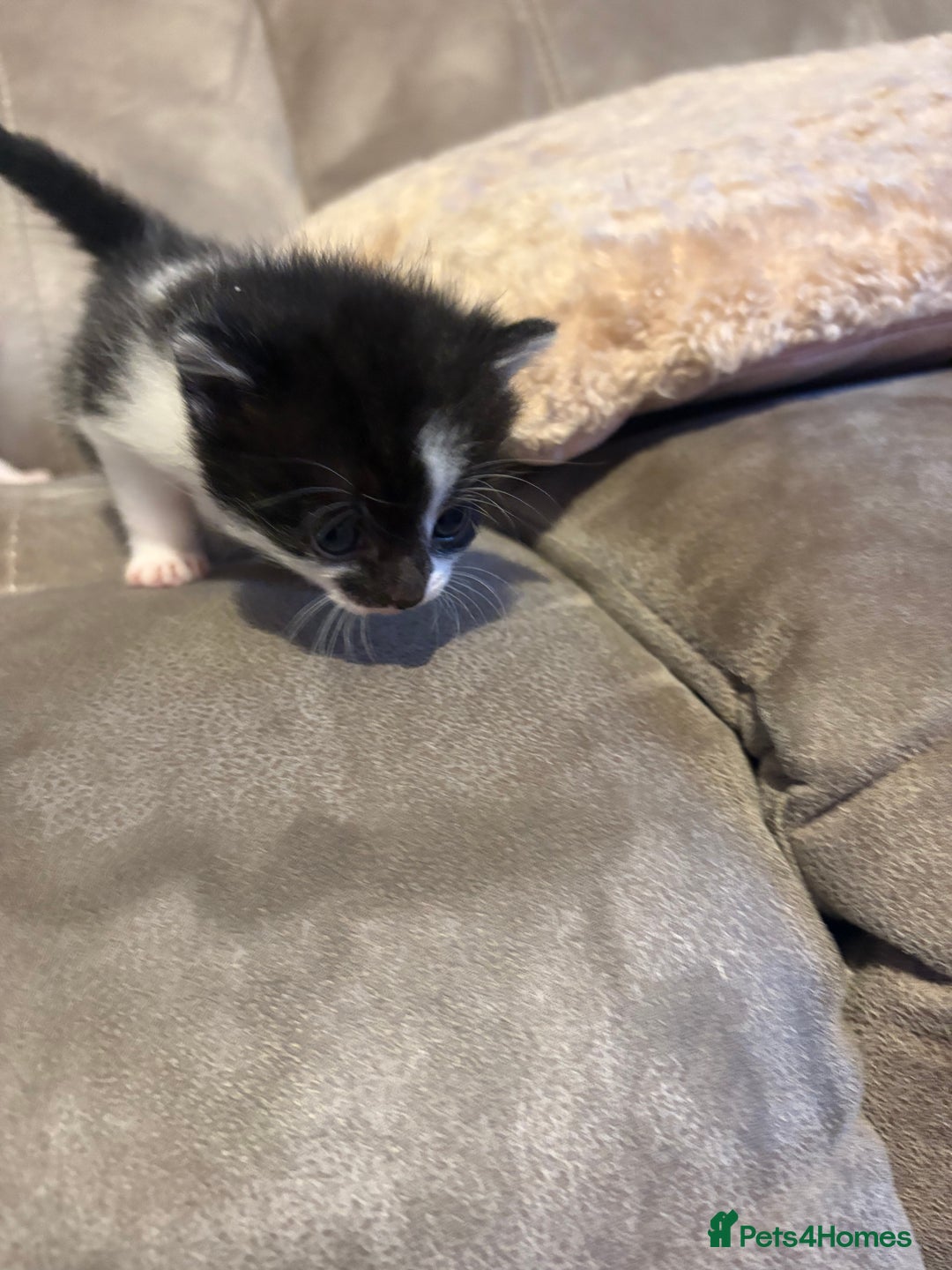 Mixed Breed cats for sale: Gorgeous kittens for sale  - Image 18