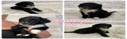 Mixed Breed dogs for sale: Fab❤️ Tibetan terrier X Miniature poodle puppies❤️ - Advert 14