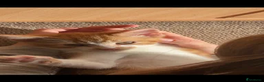 Mixed Breed 1