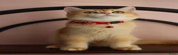 Scottish Fold cats for sale: Champion BL Stunning Scottish kittens  - Advert 15