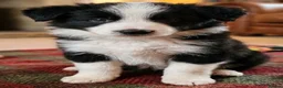 Border Collie dogs for sale: ​Border Collie Pups: Rare Slate Merle & B/W - Advert 13