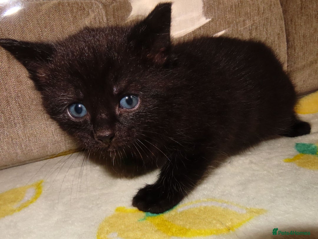 British Shorthair cats for sale: Kittens - Image 8