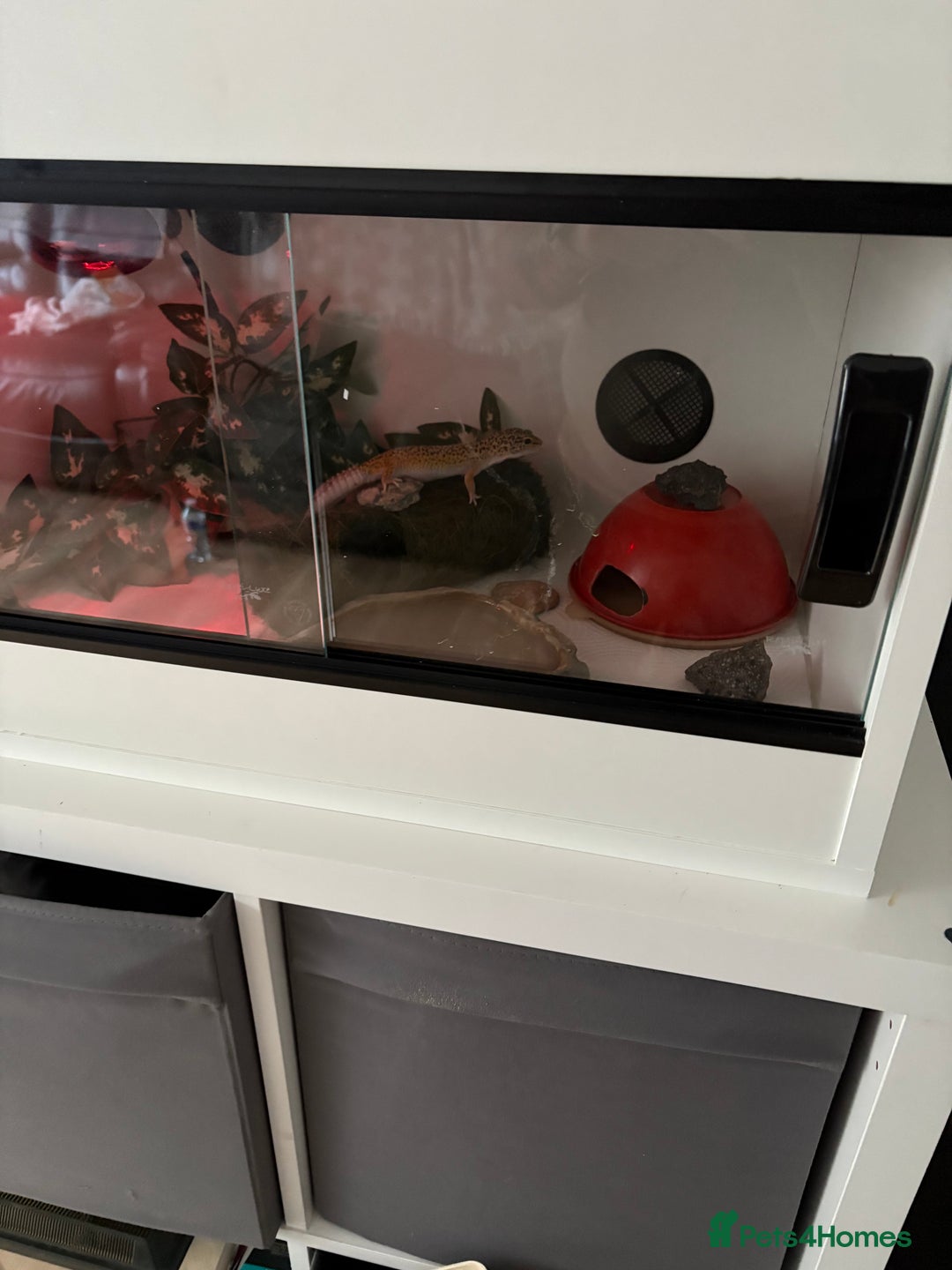 Leopard Gecko reptiles for sale: Leopard gecko  - Image 3