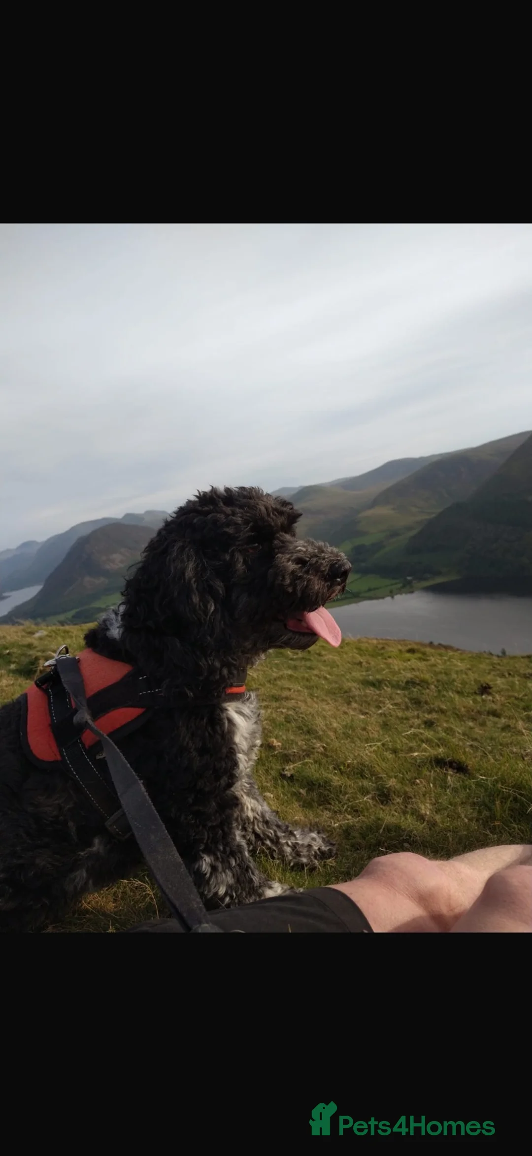 Cockapoo dogs for sale: Mack  in Workington - Advert 2
