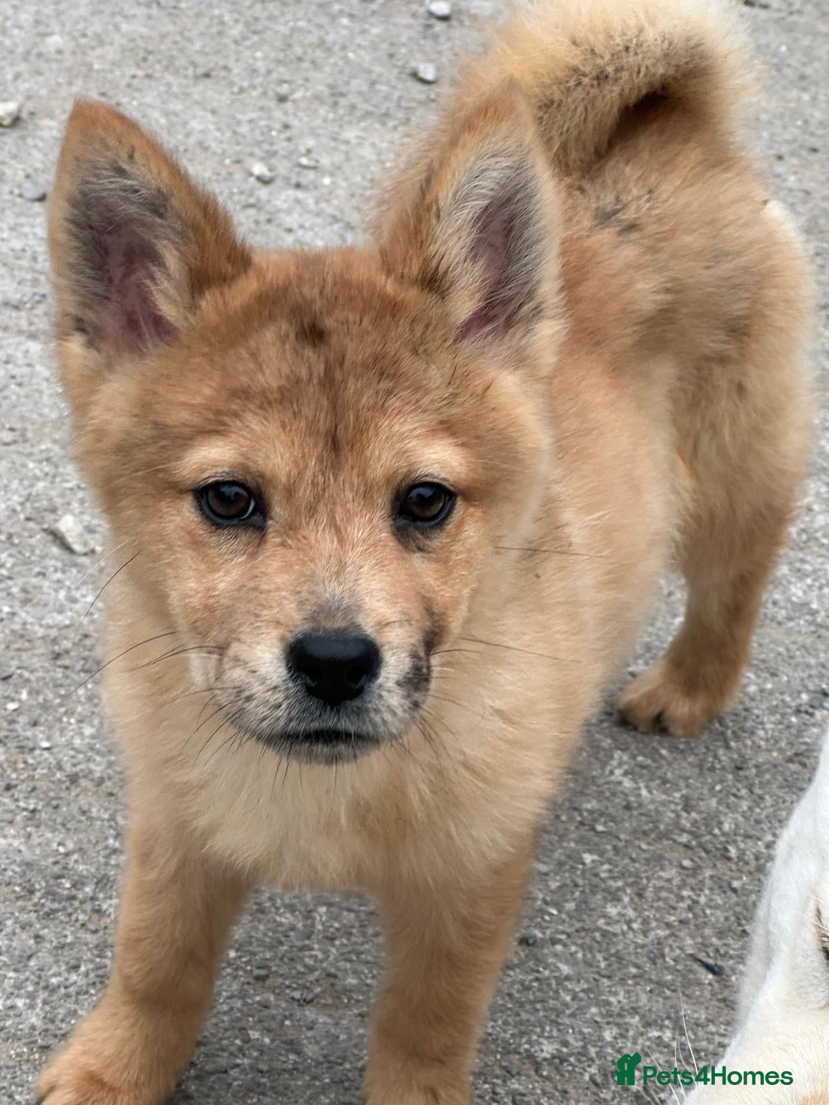 Mixed Breed dogs Adorable Merle Chowski's for sale  - Advert 8