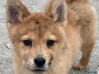 Mixed Breed dogs Adorable Merle Chowski's for sale - Advert 8