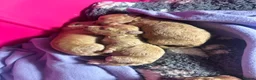 Maltipoo dogs for sale: Tiny Asian maltipoo - Advert 22