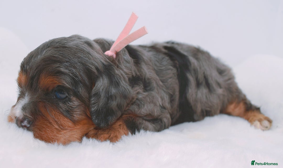 Cavapoo dogs for sale: Extensively health tested very rare F1 Cavapoos - Image 6