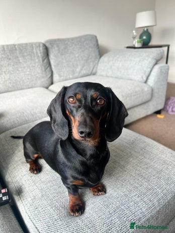 Miniature Dachshund dogs - Advert 5