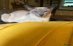 Ragamese cats for sale: Lovely ragamise kittens for sale  - Image 5