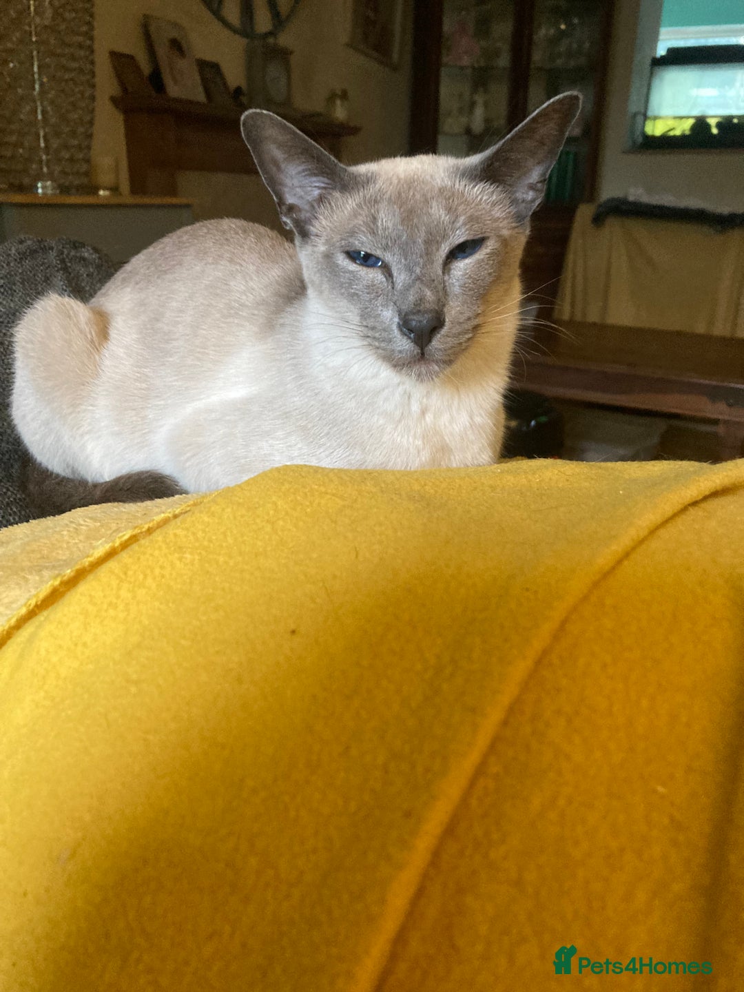 Ragamese cats for sale: Lovely ragamise kittens for sale  - Image 5