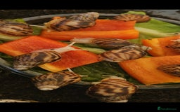 Snails invertebrates for sale: 5x baby Albino giant african land snails - Image 2