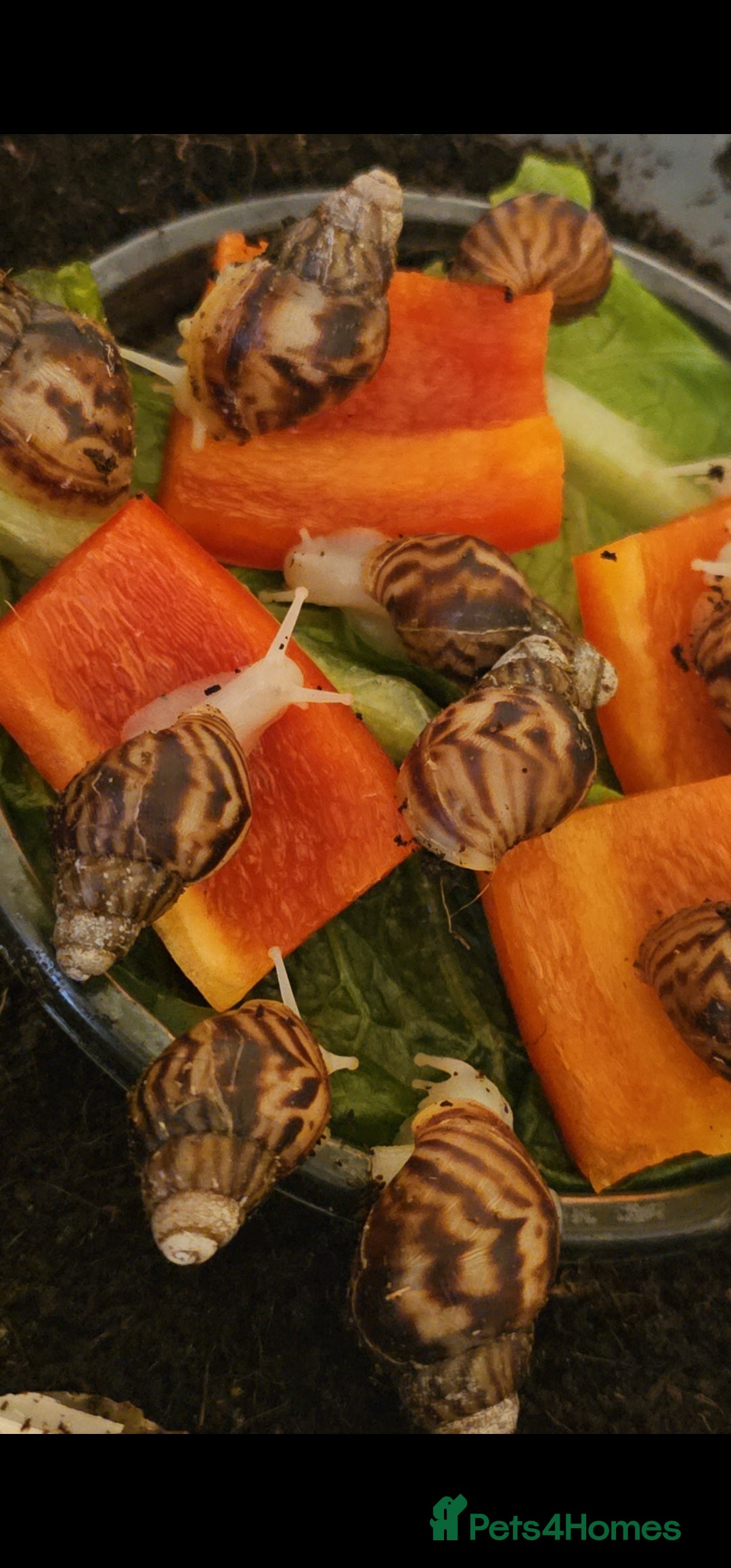 Snails invertebrates for sale: 5x baby Albino giant african land snails - Image 2
