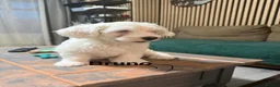 Bichon Frise dogs for sale: Puppies with blue eyes  in Norwich - Advert 4