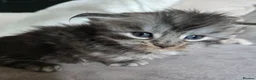 Maine Coon cats for sale: READY AUGUST- Tica Pedigree Maine Coons - Advert 20