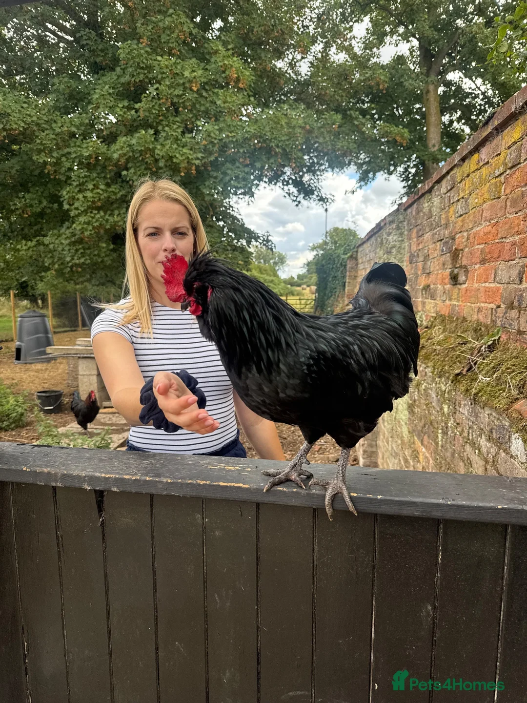 Chickens poultry for sale: Polish hybrid cockerel  in King's Lynn - Advert 2