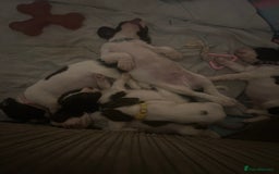 English Springer Spaniel dogs for sale: Springer spaniel pups READY NEXT WEEK - Advert 12