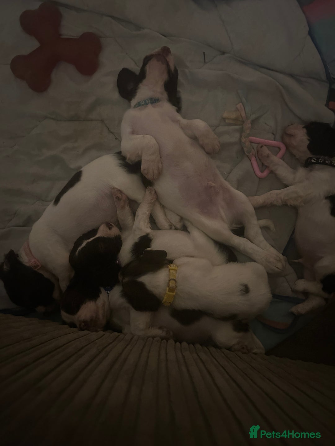 English Springer Spaniel dogs for sale: Springer spaniel pups READY NEXT WEEK - Advert 12