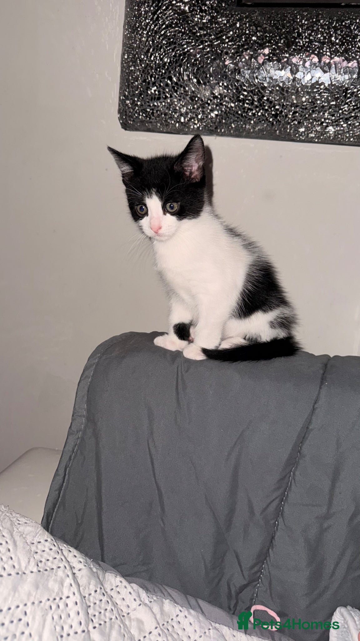 Mixed Breed cats Beautiful little boy kitten  - Advert 3
