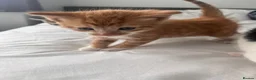 Mixed Breed cats for sale: 3 males, 1 female from loving family home - Advert 30