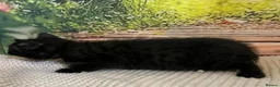 Bengal cats for sale: Bengal x British shorthair - Advert 8