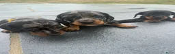 Miniature Dachshund dogs for sale: Beautiful Miniature Dachshunds - Advert 3