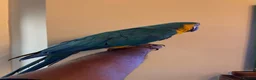 Macaws birds for sale: Very tame Blue & Gold Macaw - Advert 2
