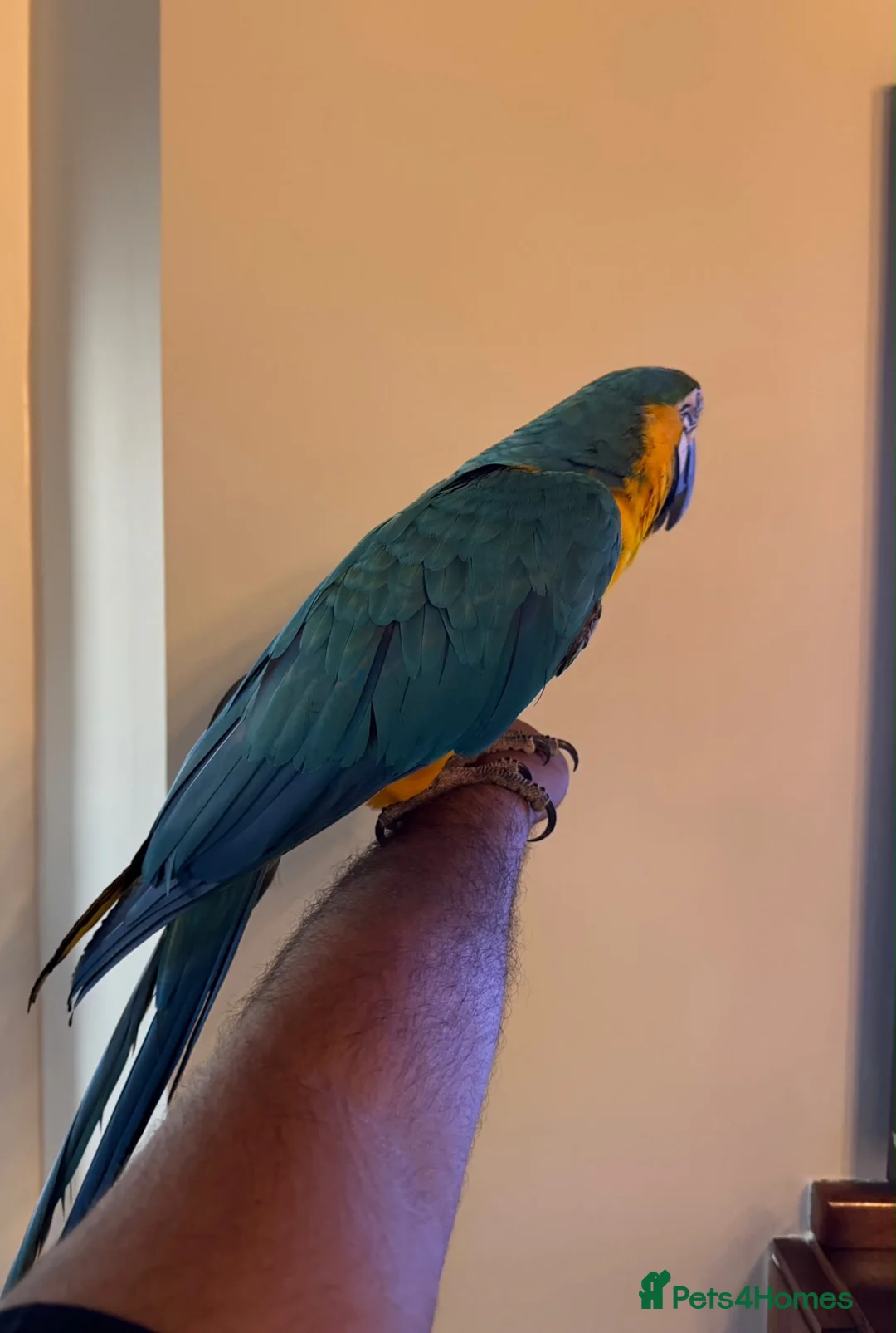Macaws birds for sale: Very tame Blue & Gold Macaw - Advert 2