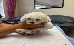 Maltese dogs for sale: Ready to go ! Gorgeous Maltese girls for salee - Image 14