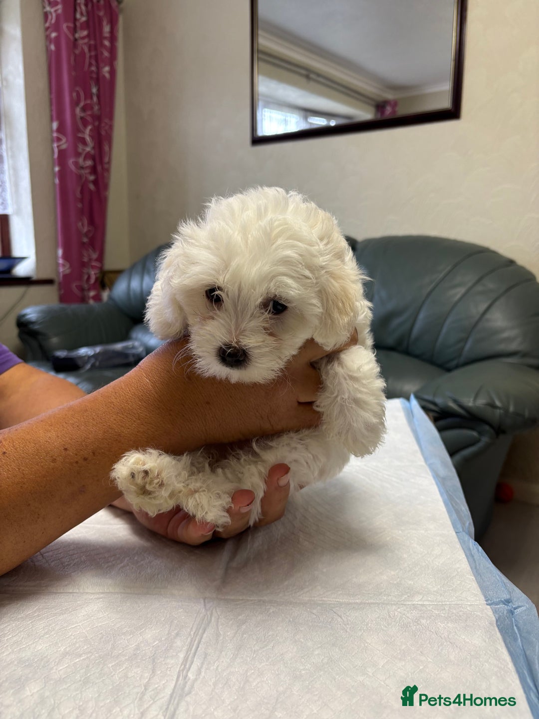 Maltese dogs for sale: Ready to go ! Gorgeous Maltese girls for salee - Image 14