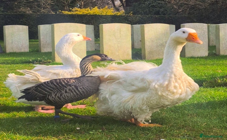 Mixed Breed birds - Advert 1