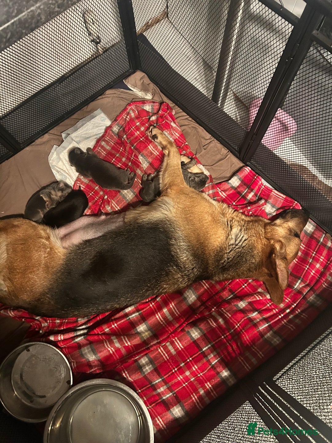 German Shepherd dogs for sale: 5 weeks German shepherd puppies  - Advert 1