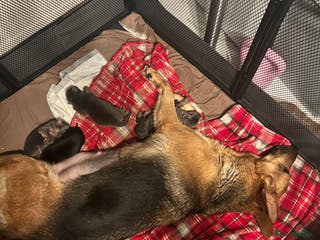 German Shepherd dogs 5 weeks German shepherd puppies - Advert 15