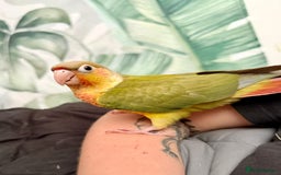 Conures birds for sale: Hand rear baby conures  - Image 2