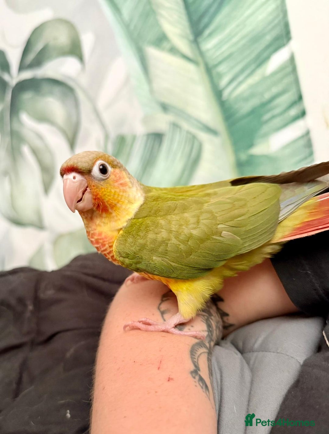 Conures birds for sale: Hand rear baby conures  - Image 2