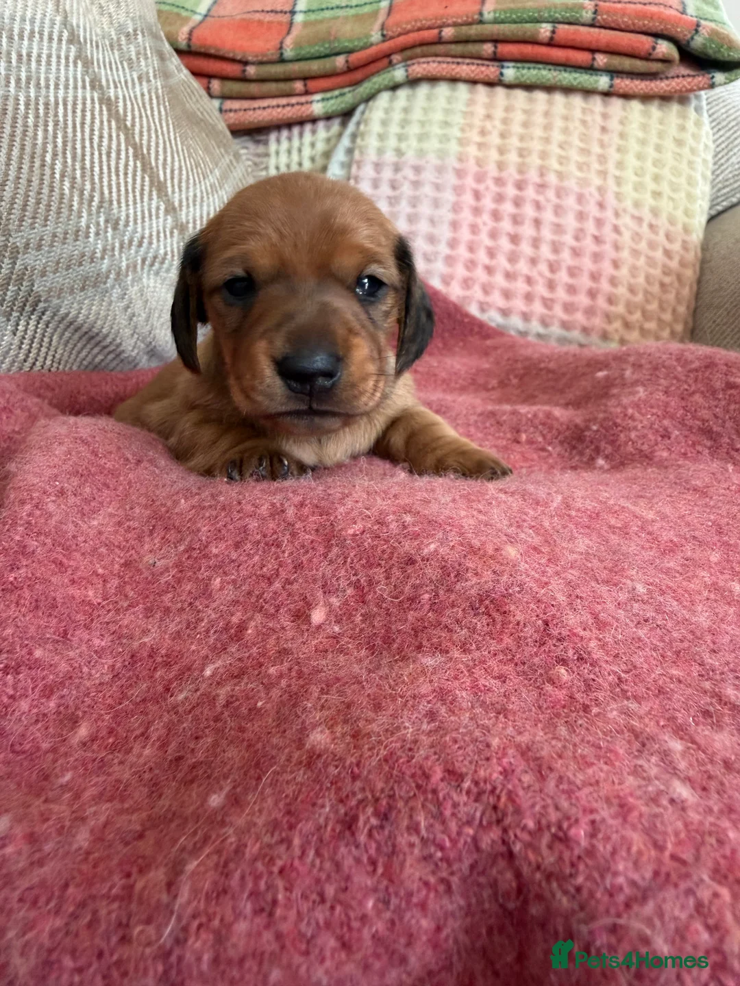 Miniature Dachshund dogs for sale: CHAMPION LINE KC REG & PRA CLEAR MINIS LOW COI - Advert 25