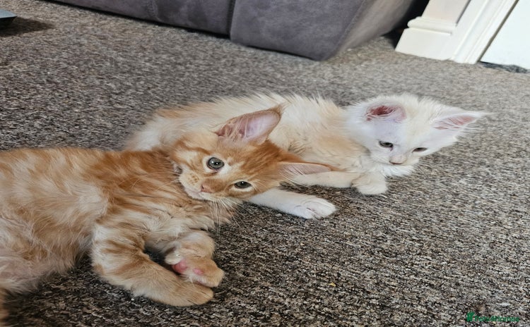 Maine Coon cats - Advert 1
