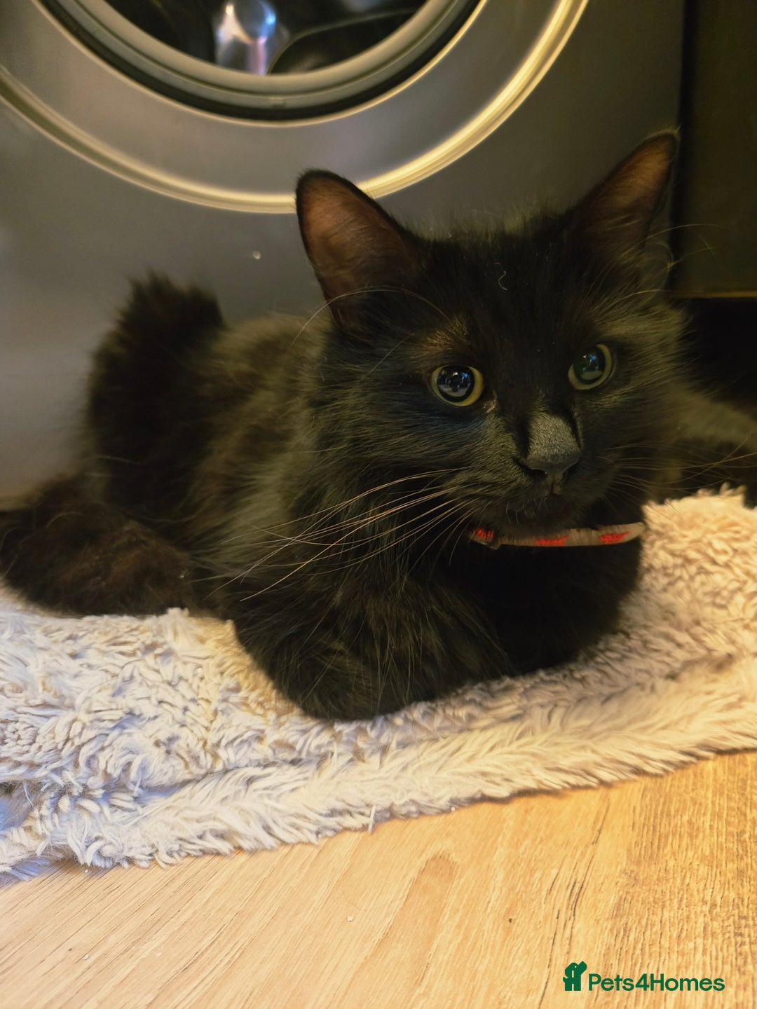 Mixed Breed cats for sale: Mixed black female kittens  - Image 2