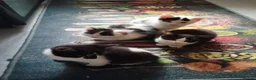 Mixed Breed cats for sale: Kittens in Bournemouth  in Bournemouth - Advert 13