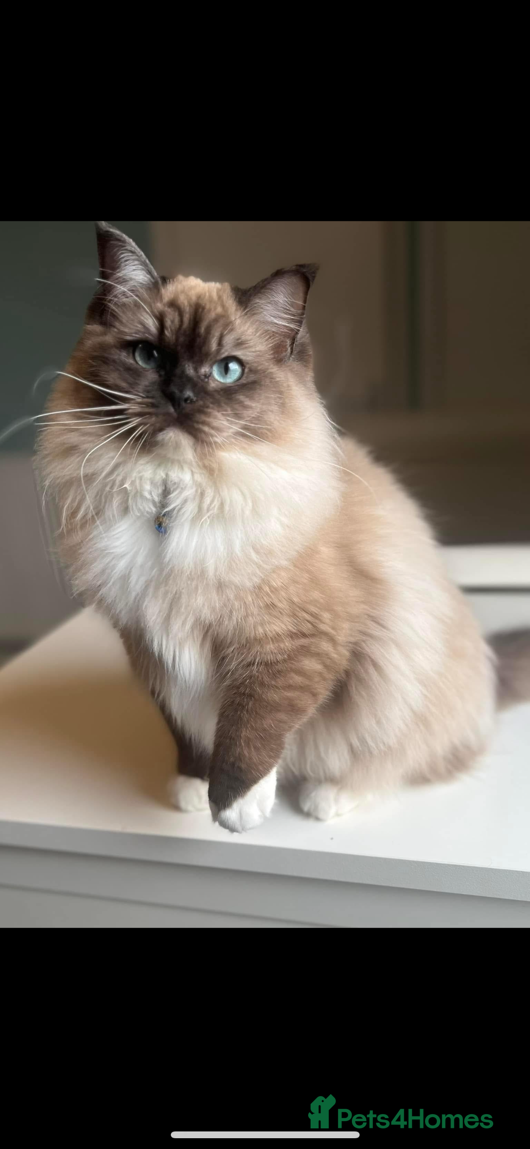 Ragdoll cats for sale: Adult female  - Advert 1