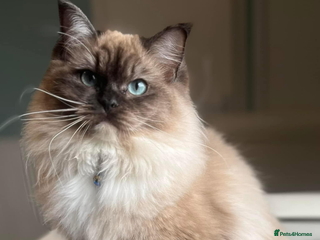 Ragdoll cats Adult female - Advert 1
