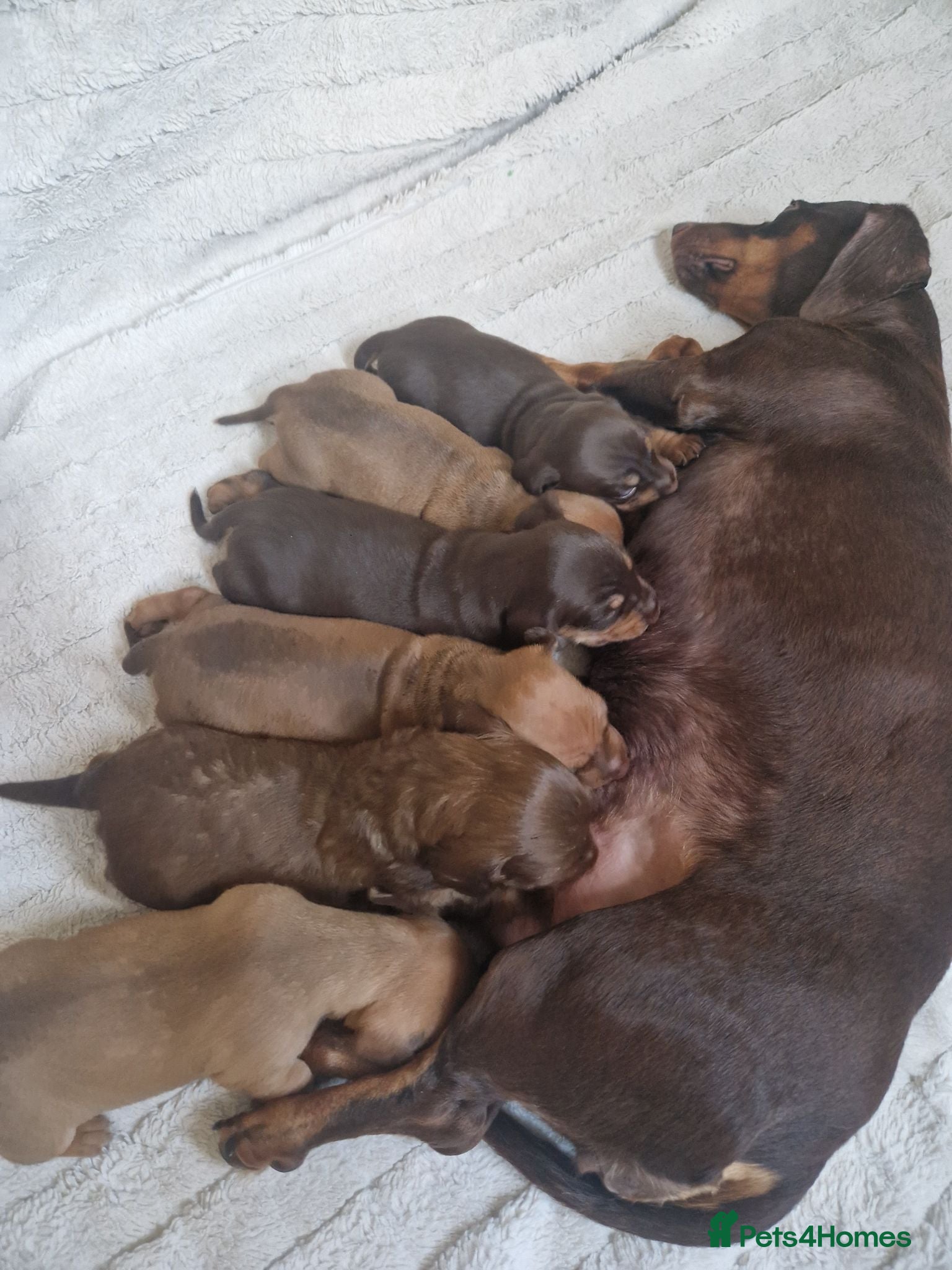 Dachshund dogs Dachshund puppies - Advert 7