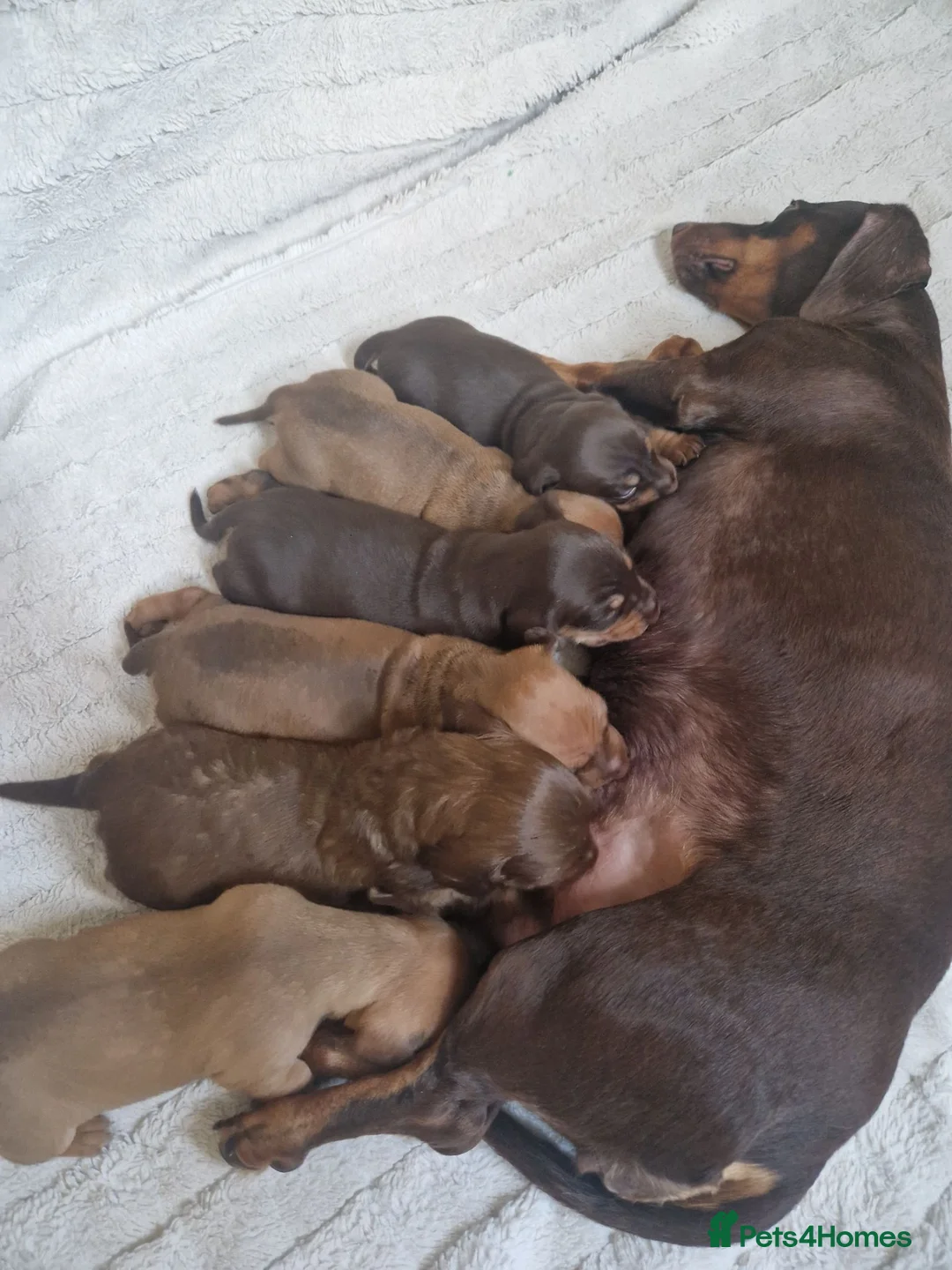Dachshund dogs for sale: Dachshund puppies - Advert 1