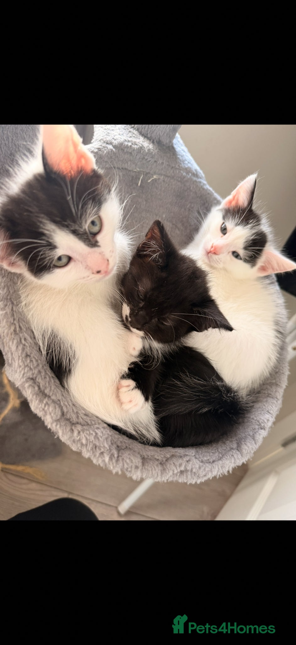 Mixed Breed cats for sale: Three kittens for sale  in Cannock - Advert 2